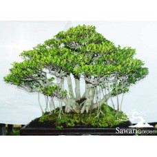 Kimeng (Ficus Microcarpha)